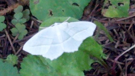 white butterfly small
