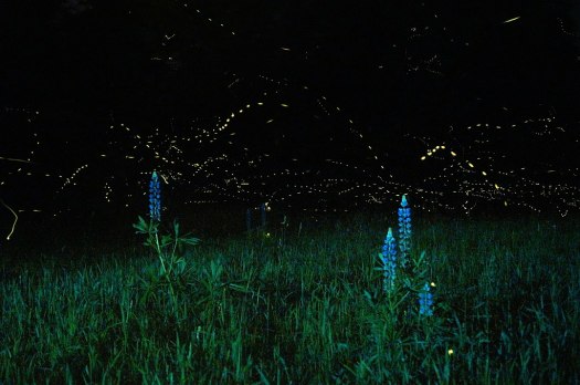 1024px-Lupines_and_Fireflies_No._4_(14505155544)